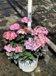 Hydrangea macrophylla 'Lets Dance Can Do'