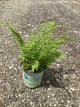Dennstaedtia 'Hayscented'