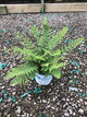 Dryopteris 'Easternwood'