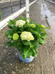 Hydrangea macrophylla 'Bailmer'