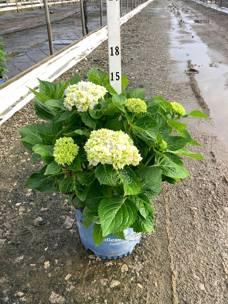 Hydrangea macrophylla 'Bailmer' — G3