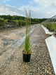 Calamagrostis x acutiflora 'Karl Foerster'