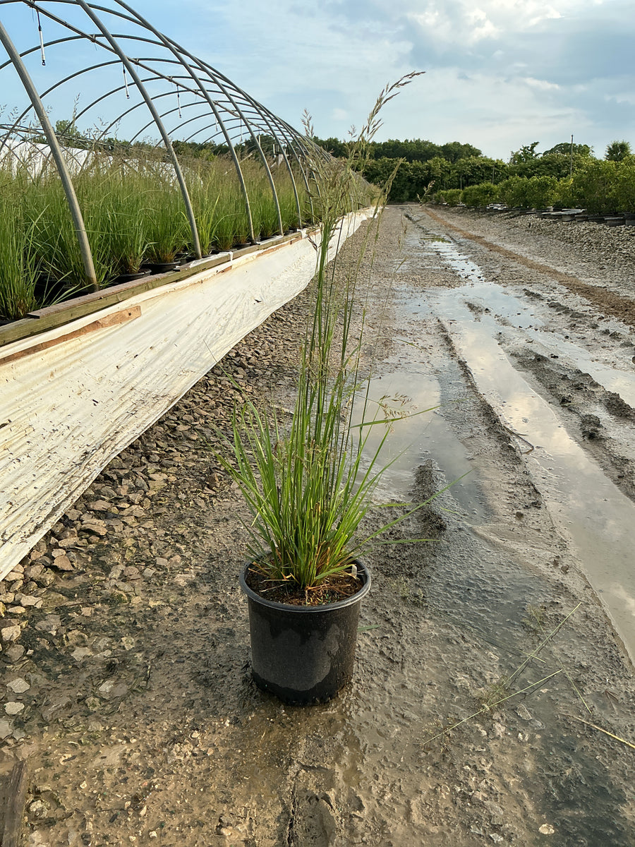 Calamagrostis x acutiflora 'Karl Foerster' — 19CM