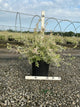 Salix integra 'Hakuro Nishiki'