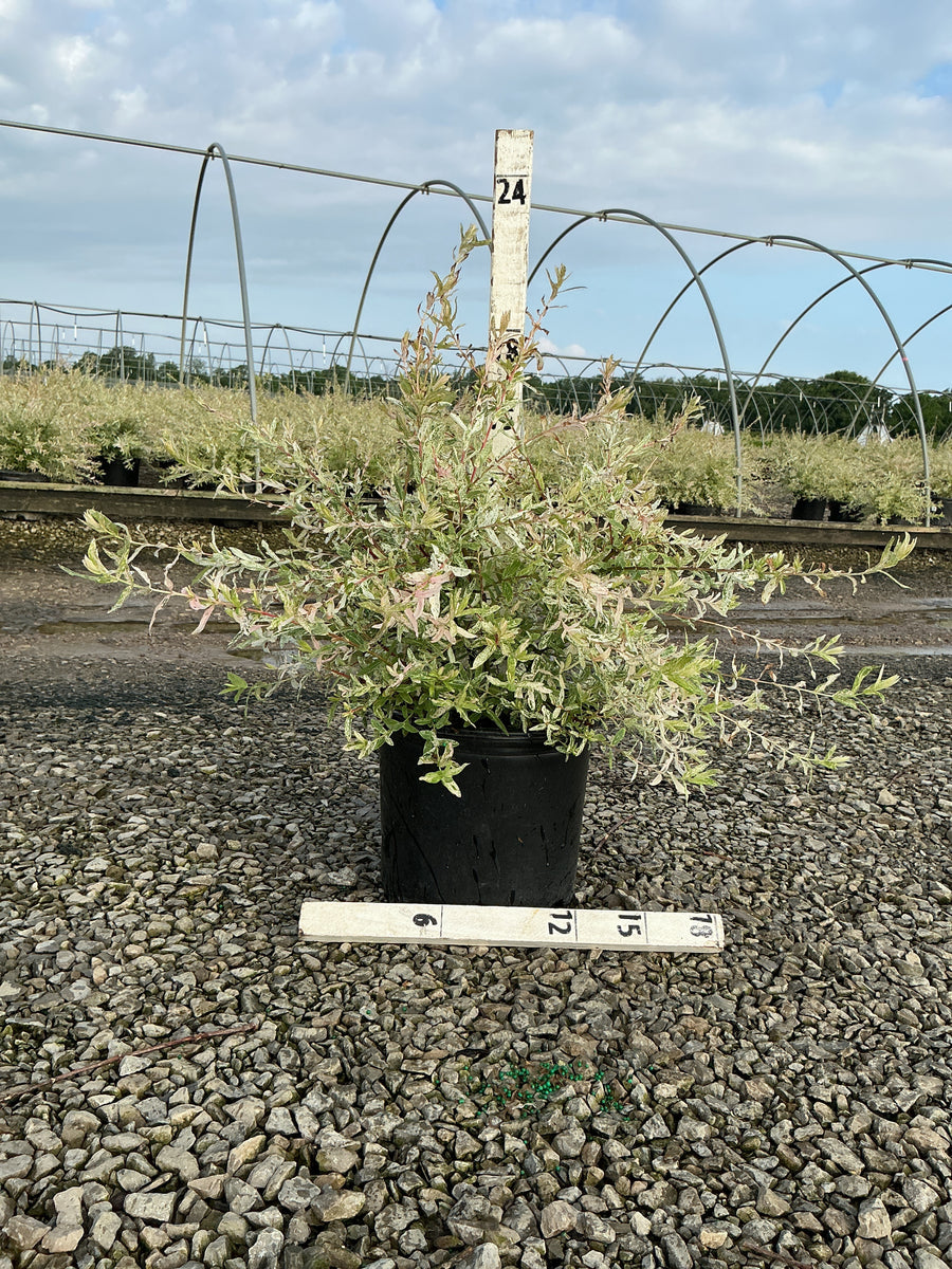 Salix integra 'Hakuro Nishiki' — G3 15