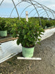 Hydrangea paniculata 'Bailpantwo'