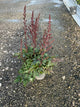 Astilbe chinensis 'Visions in Red'