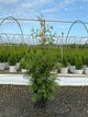 Thuja plicata 'Green Giant'