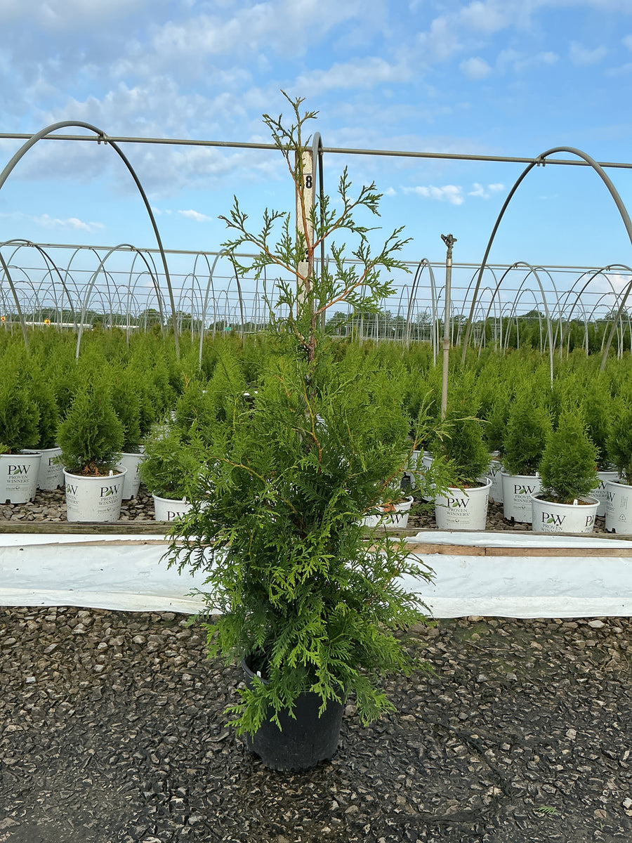 Thuja plicata 'Green Giant' — G3 36