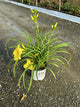 Hemerocallis going 'Going Bananas'