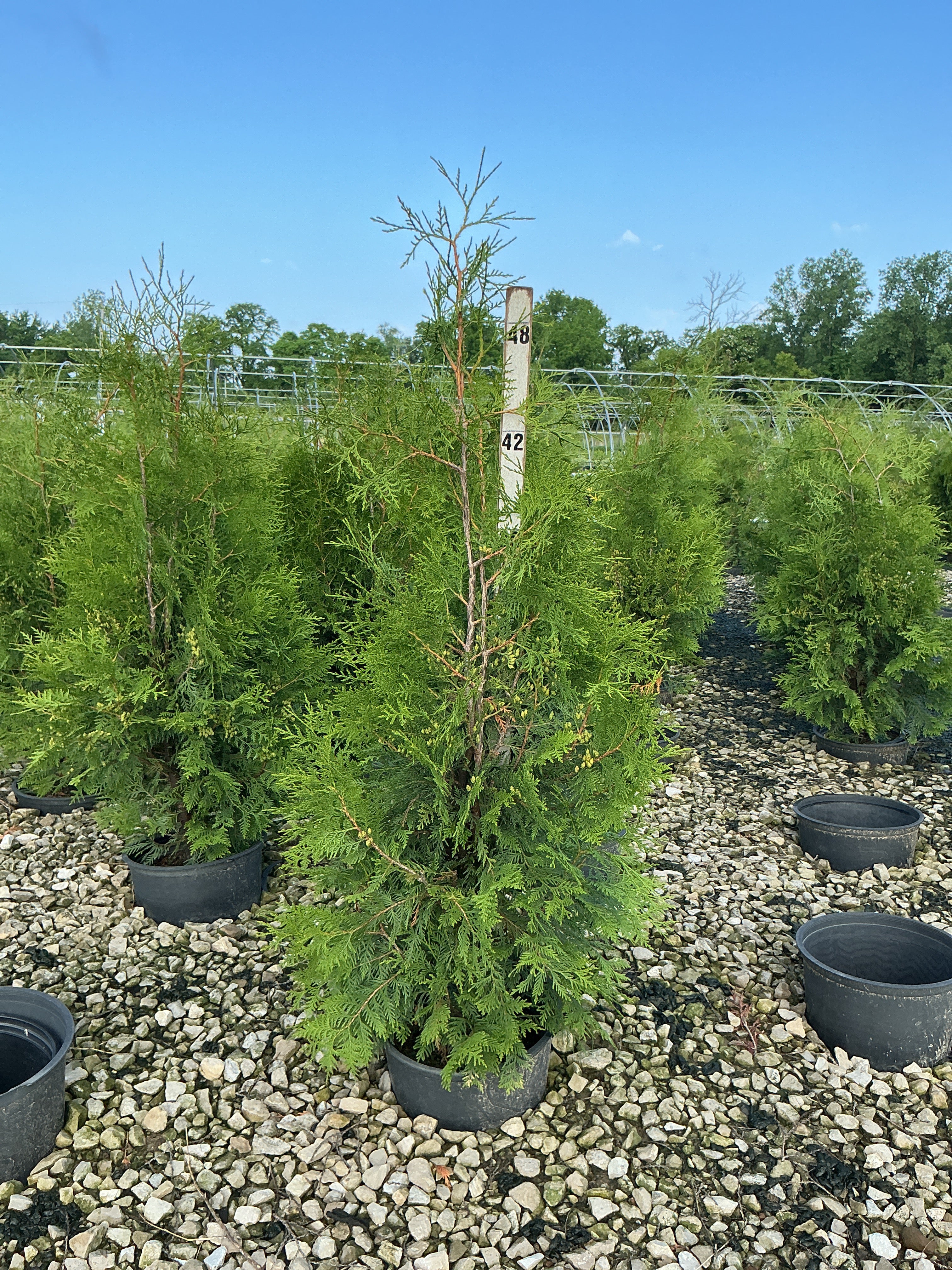 Thuja occidentalis 'American Pillar'