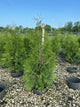 Thuja occidentalis 'American Pillar'