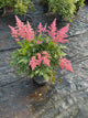 Astilbe japonica 'Rheinland'