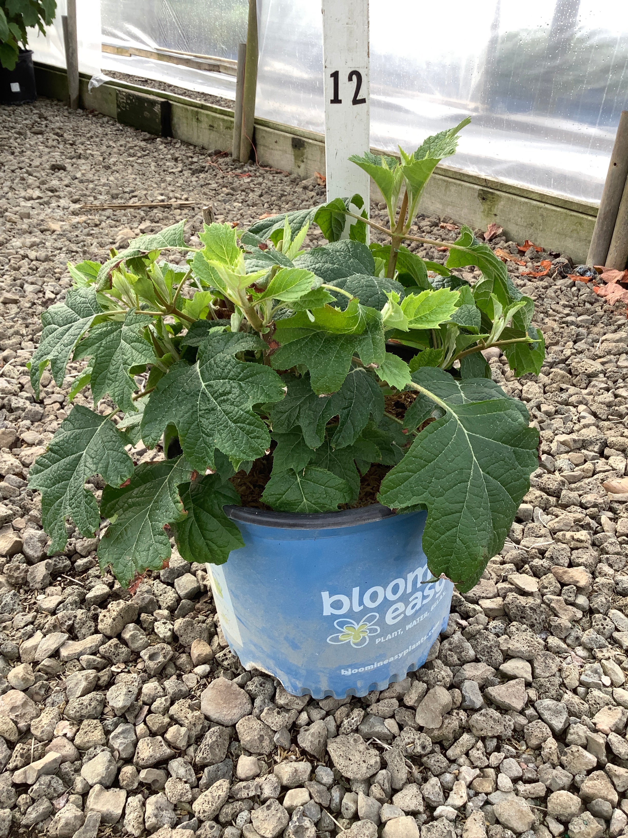 Hydrangea 'Q Toy Soldier'