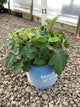 Hydrangea 'Q Toy Soldier'