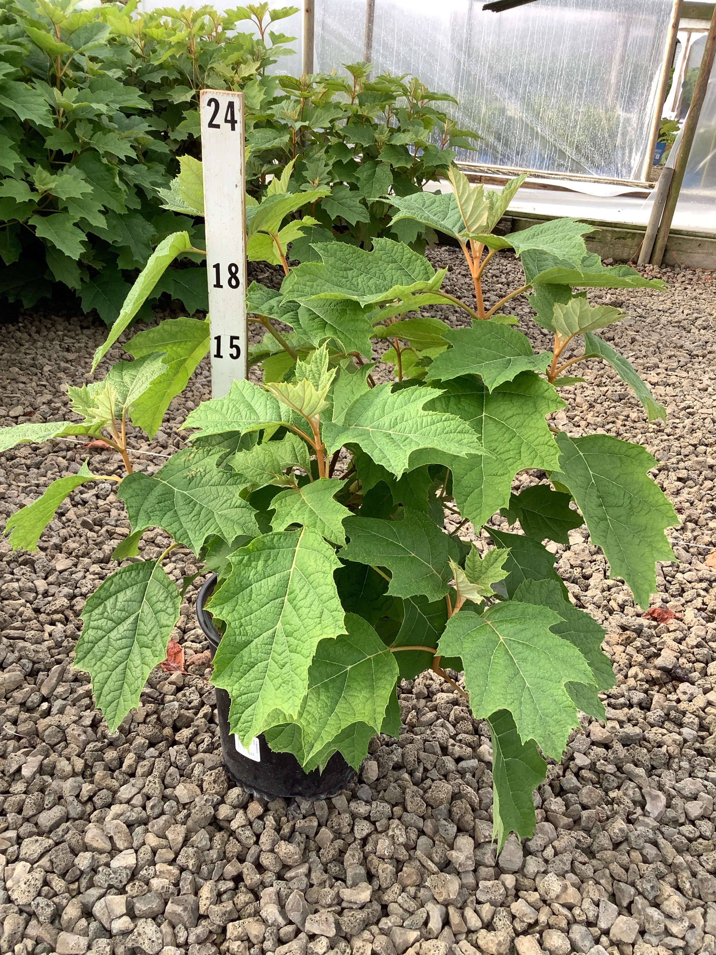 Hydrangea quercifolia 'Alice'