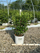 Hydrangea 'P Limelight Prime'