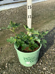 Ficus carica 'Olympian'