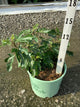 Ficus carica 'Violet De Bordeaux'