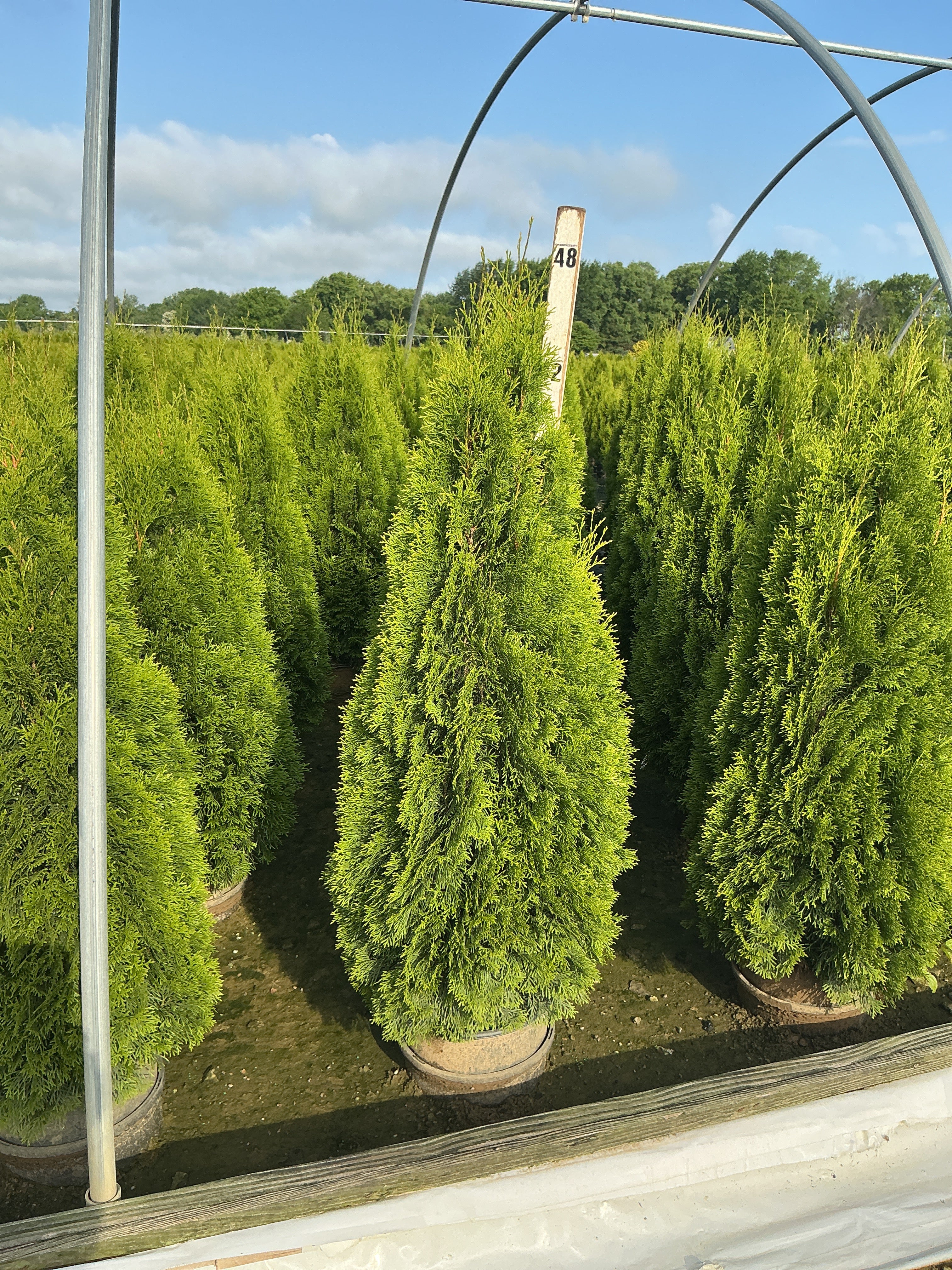 Thuja occidentalis 'Smaragd'