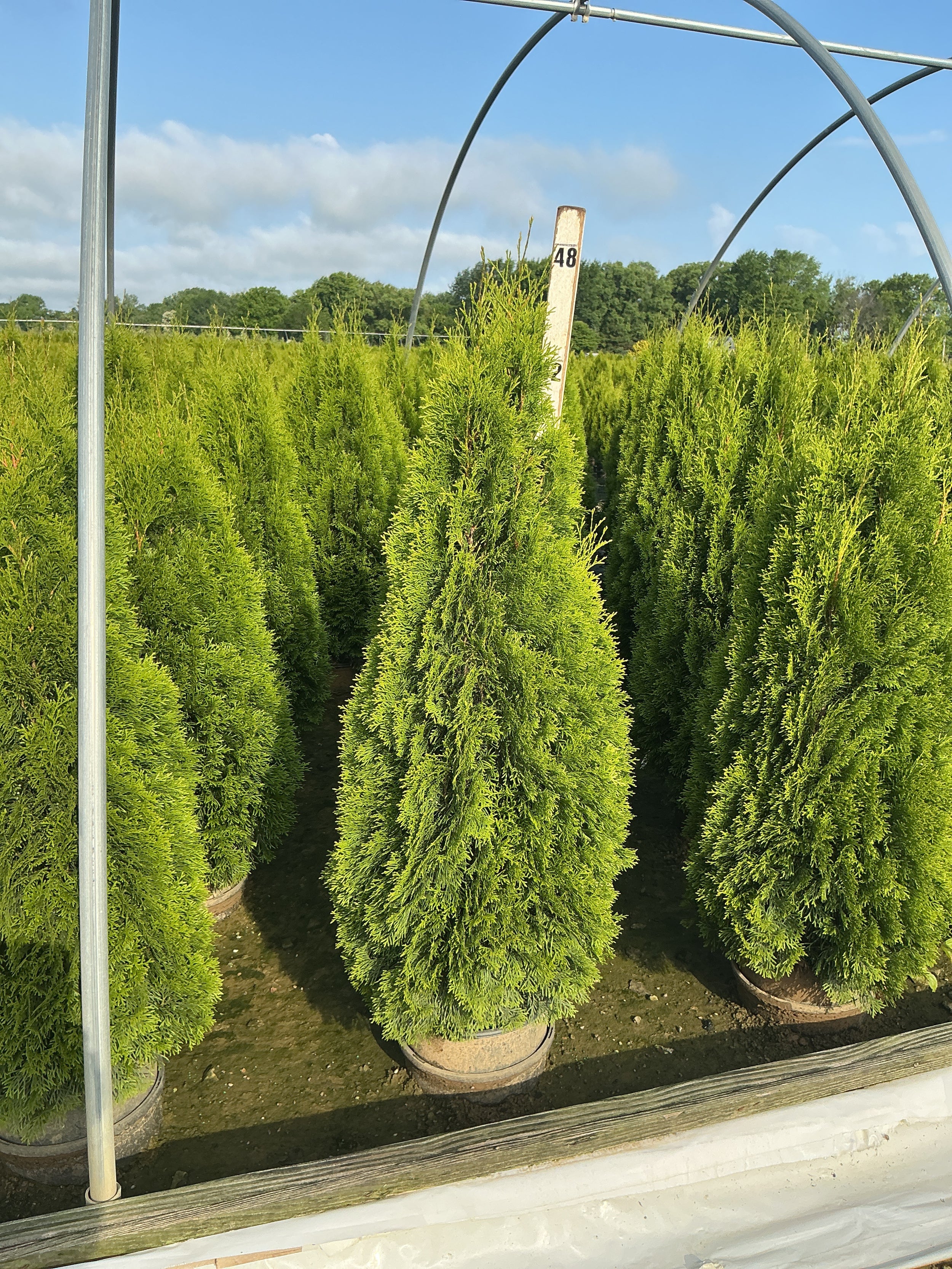 Thuja occidentalis 'Smaragd'