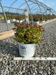 Spiraea JAP 'Dbl Play Dolly'