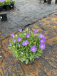 Campanula carpatica 'Rapido Blue'