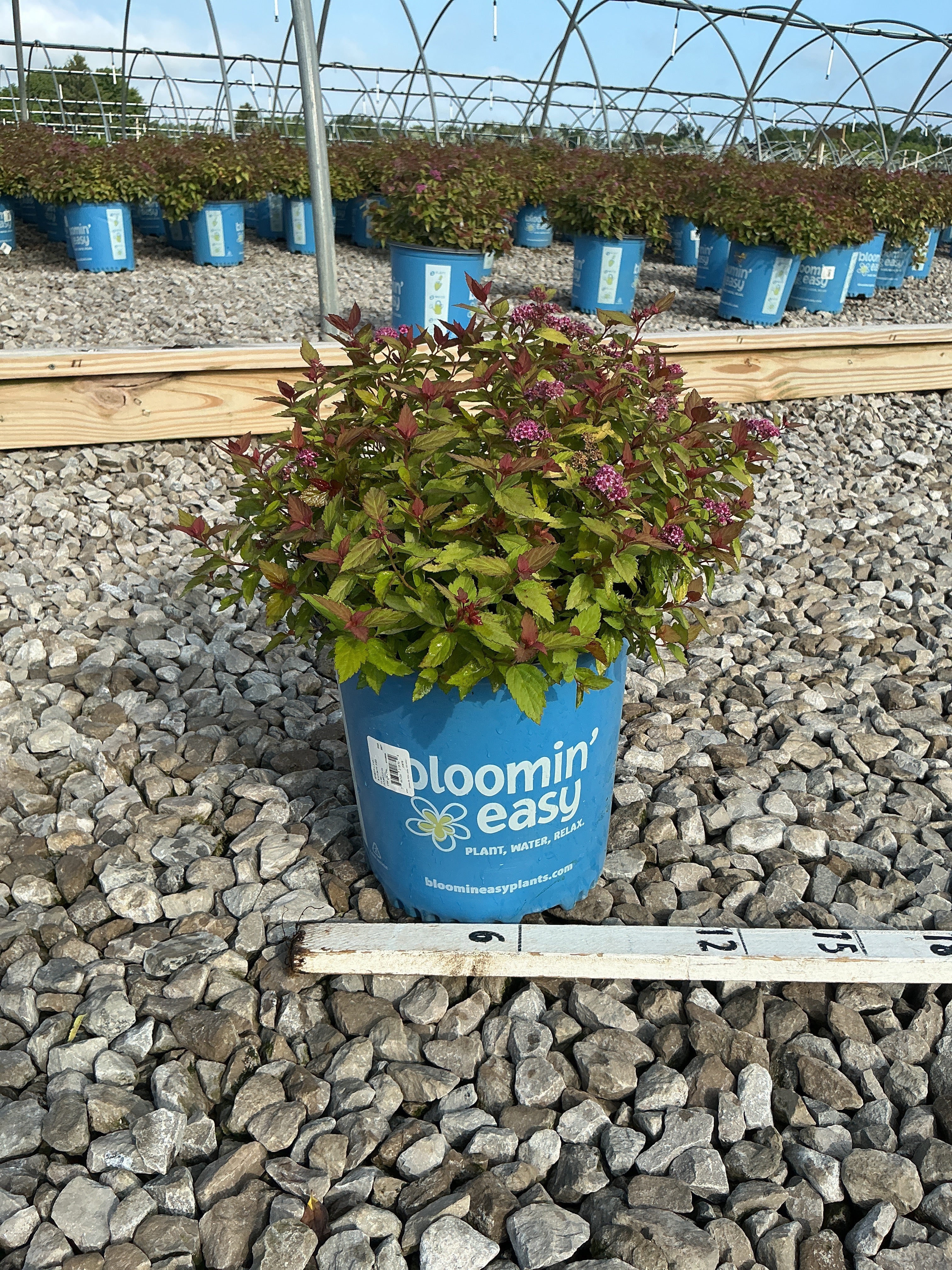 Spiraea JAP 'Rainbow Fizz'