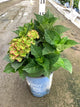 Hydrangea macrophylla 'Tilt-A-Swirl'