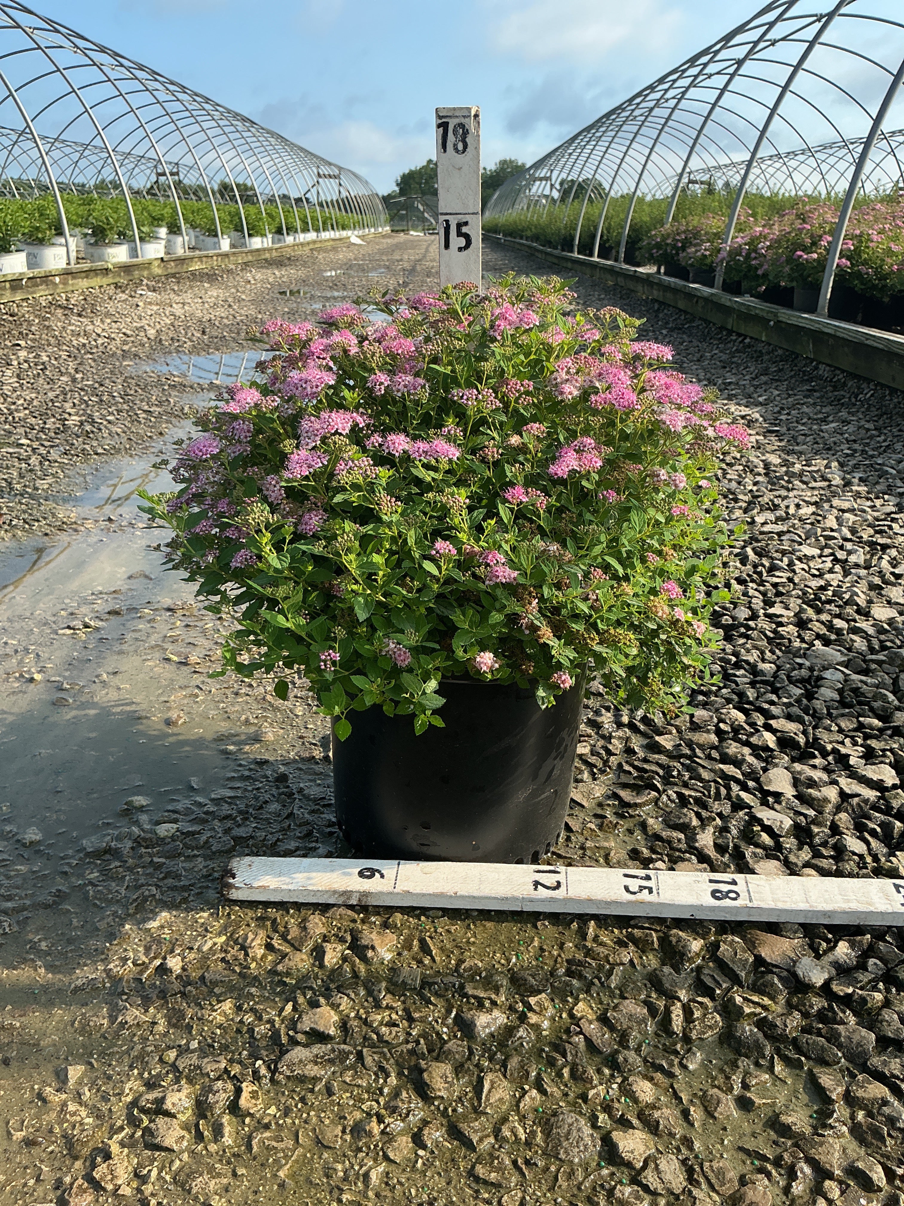 Spiraea japonica 'Little Princess'