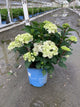 Hydrangea macrophylla Endless Summer Dreamcloud ('Bailmaceight')