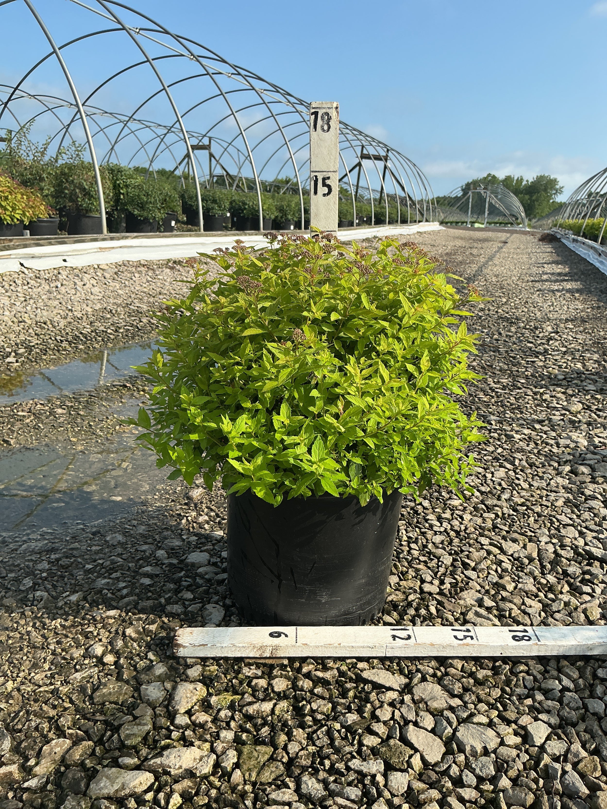 Spiraea japonica 'Goldmound'