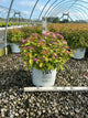Spiraea japonica 'Tracy'