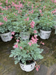 Dicentra 'Pink Diamonds'