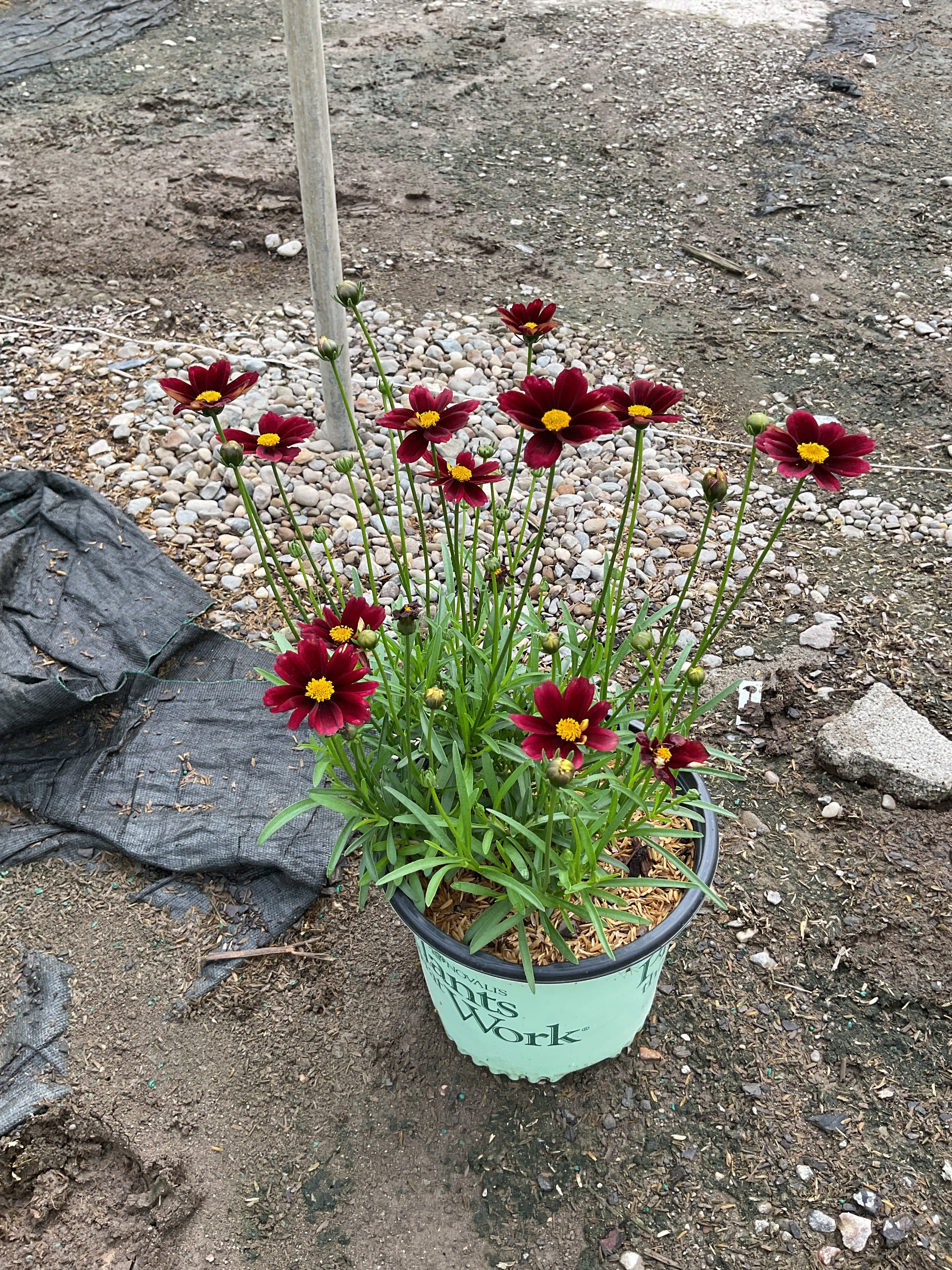 Coreopsis x 'Lil Bang Red Elf'