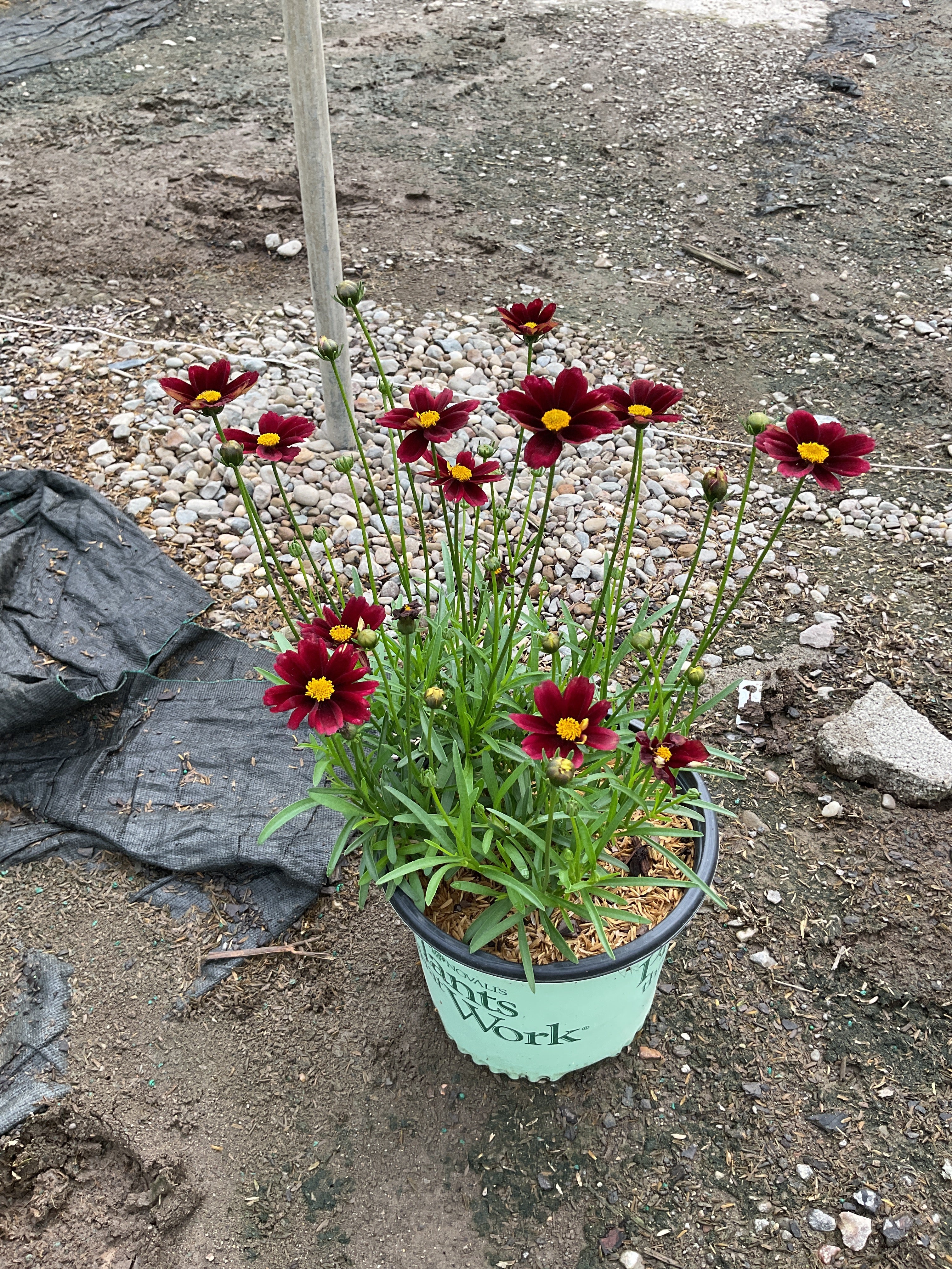 Coreopsis x 'Lil Bang Red Elf'