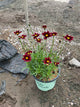 Coreopsis x 'Lil Bang Red Elf'