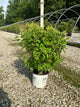 Hydrangea 'P Puffer Fish'