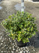 Euonymus fortunei 'Emerald N Gold'