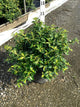 Euonymus fortunei 'Moonshadow'