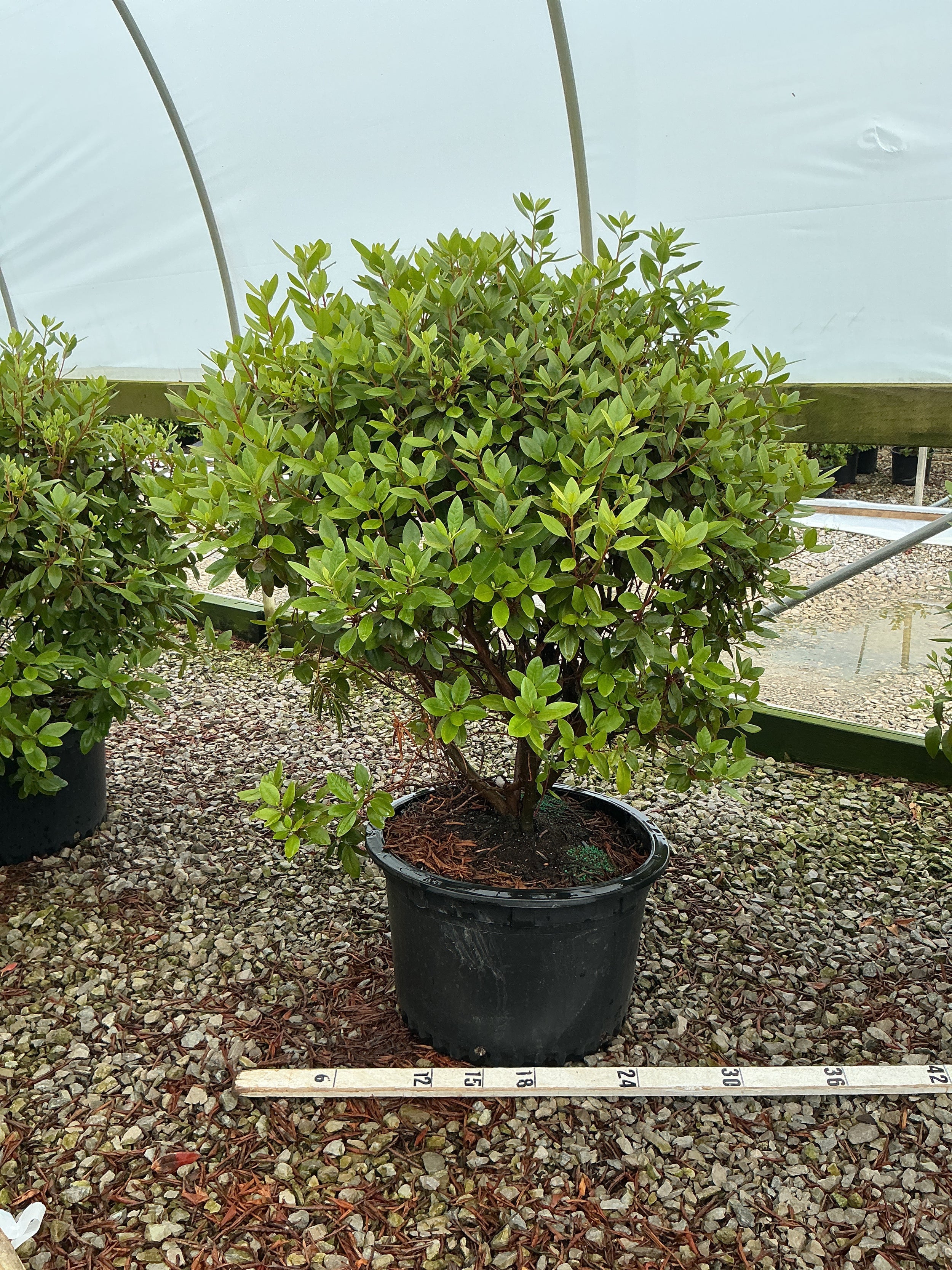 Rhododendron 'Pjm'