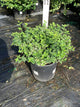 Euonymus fortunei 'Emerald Gaiety'
