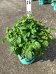 Rubus idaeus 'Raspberry Shortcake&trade;'