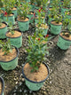 Spigelia M 'Little Redhead'