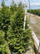 Thuja plicata 'Northern Spire'