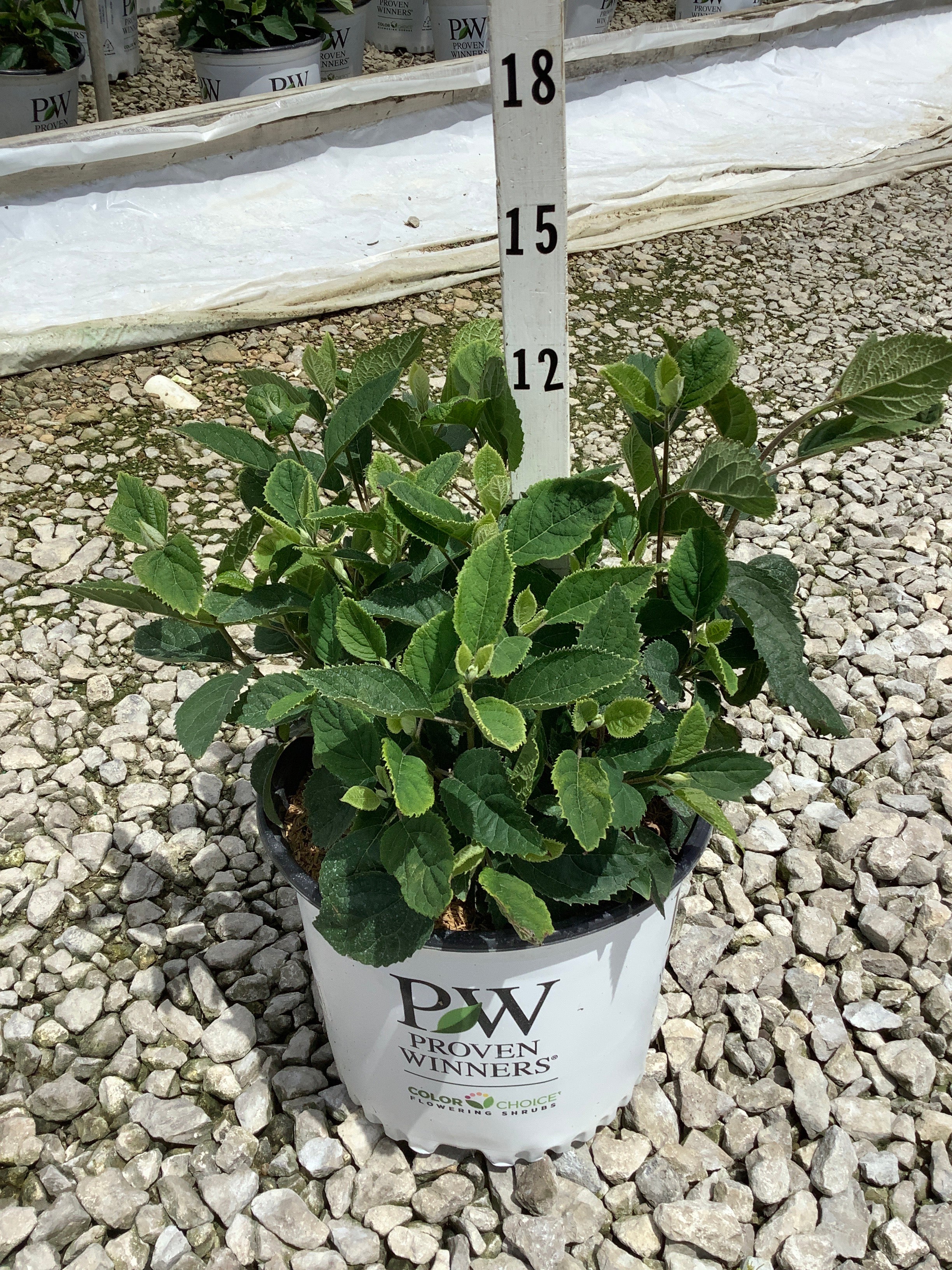 Hydrangea arborescens 'Invincble Ruby'