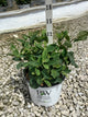 Hydrangea arborescens 'Invincble Ruby'