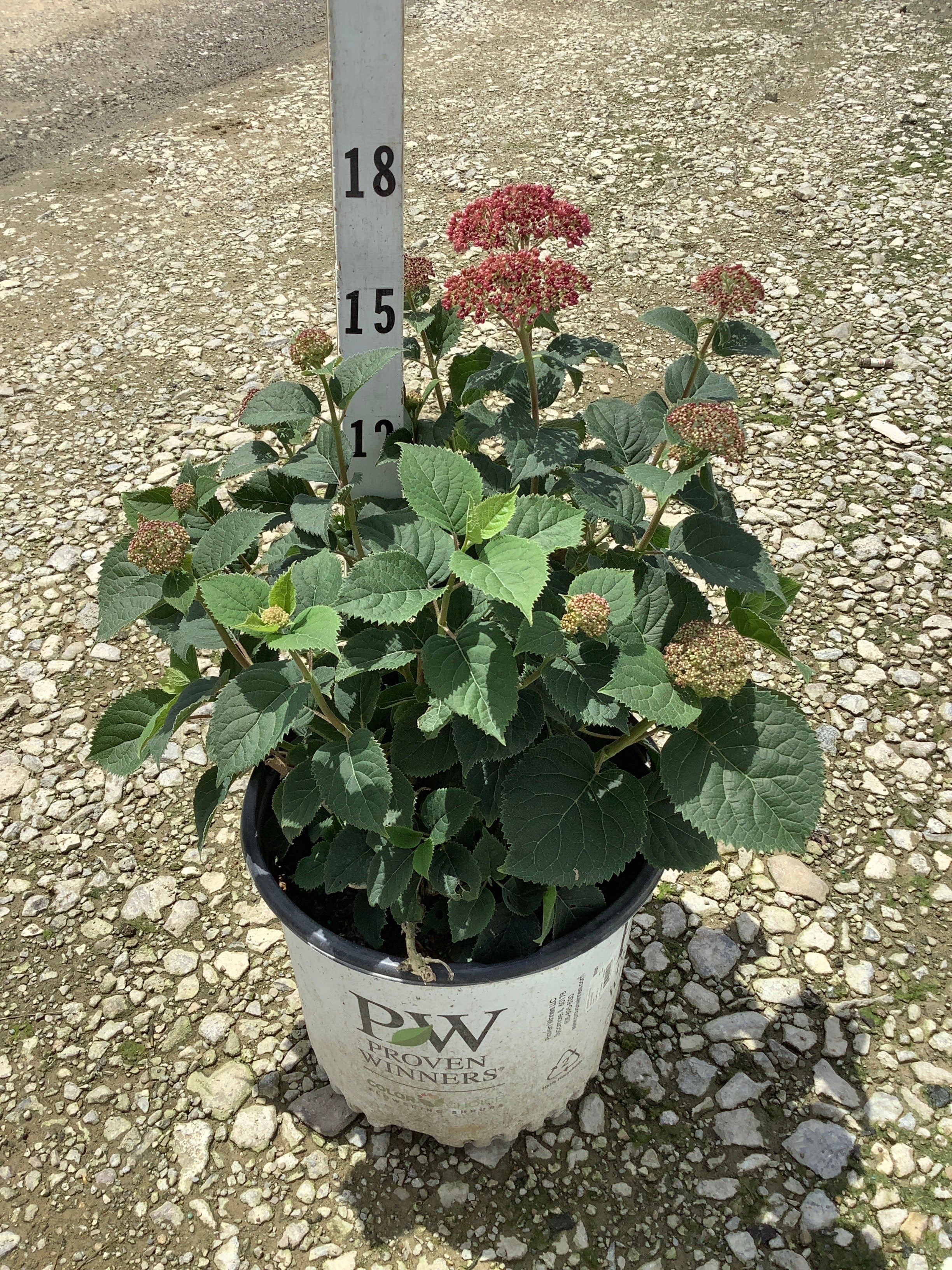 Hydrangea arborescens 'Invincble Mini Mauvette'