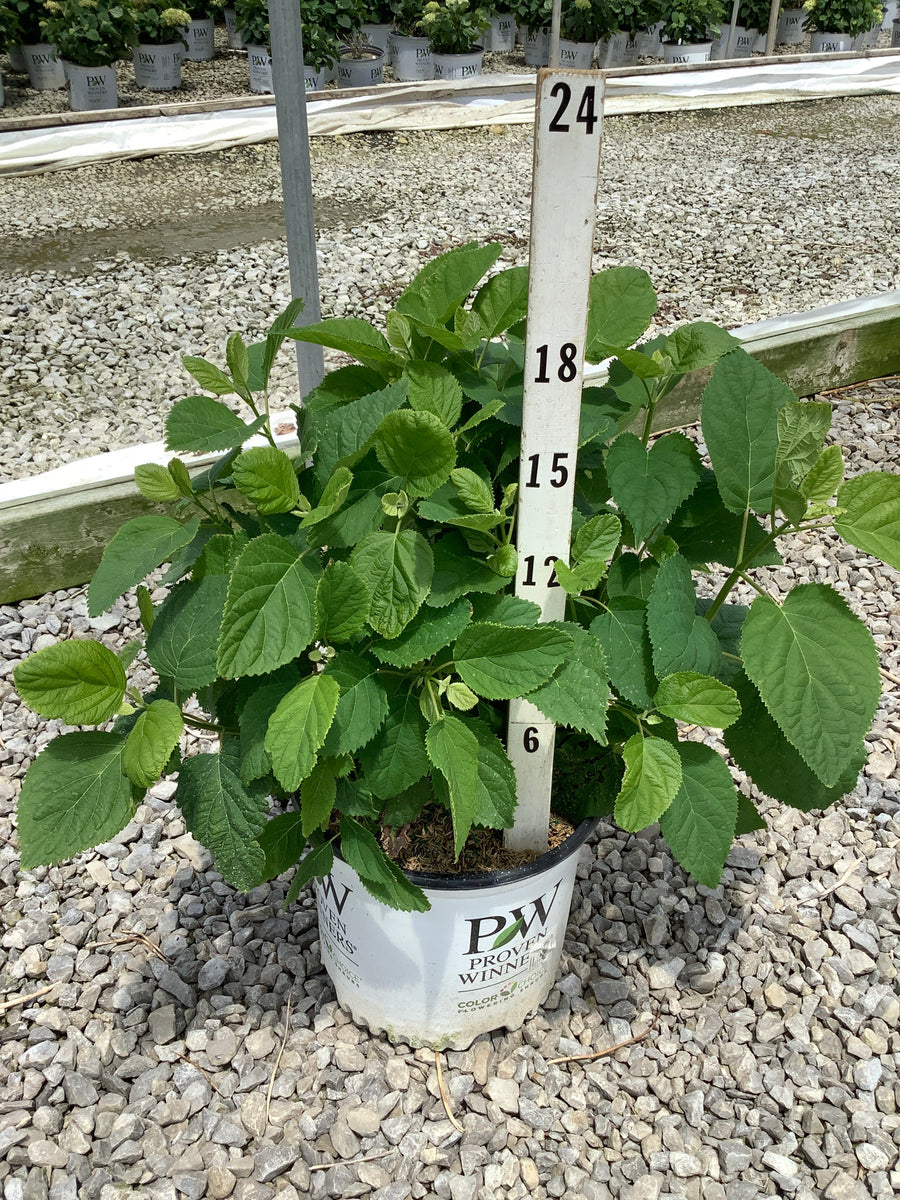 Hydrangea arborescens 'Abetwo' — G3 PW
