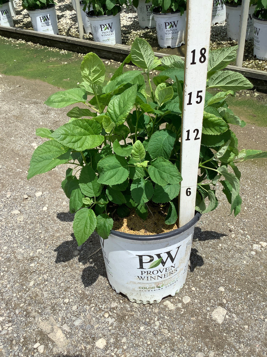 Hydrangea arborescens 'Abetwo' — G5 PW
